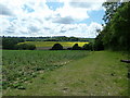 Footpath on the southern edge of Raffling Wood in GU28 9JN