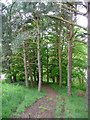 Path through the trees from Pirn Hill in Innerleithen