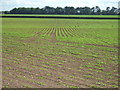 A young sugar beet crop near Newmarket in CB8 7HW