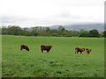 Cattle by Cultenhove in FK7 8HF
