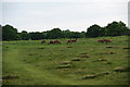A small group of deer in Richmond Park in TW10 6LF