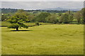 Oak tree in barley field in NP15 1DN