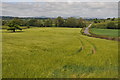 Barley field and road to Llandenny in NP15 1DN