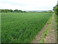 Growing crops in fields between Hawarden and The Moor in CH5 3HG