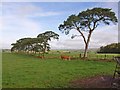 Pine trees near Craigsyke Ford in CA8 2BT