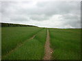 Walking towards Towthorpe Plantation in YO25 3XF