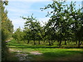Cider orchard at Haygrass in TA3 7BL