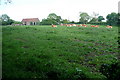 Cattle at Lacey's Farm in HP14 3LU