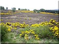 Moorland vegetation near Mortlich Cottage in AB31 4QU