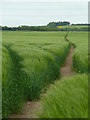 Footpath across a large field of barley in S44 5UT
