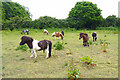 Ponies in a Field at East End in SO41 5SS
