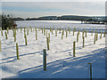 Saplings in the snow near Home Farm in NG15 0DJ