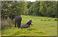 Ponies in a field in BL5 2DL