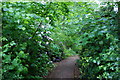 Rhododendron line the path in WA10 3AG