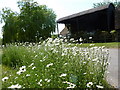 Ox eye daisies (leucanthemum vulgare) at Throwley Forstal in ME13 0PJ