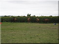 Horse paddock in West Rolstone Road near to The Laurels in BS24 6UE