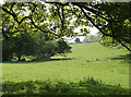2011 : Pasture with trees north of Shepton Mallet in BA4 4PU