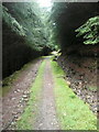 Track through forest in PH15 2PG