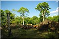 Coppicing in Blakes Wood in CM3 4SU
