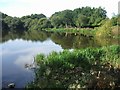 Izaak Walton Pool,  north of Bloxwich in WS3 3XY