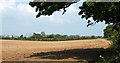 2011 : Ploughed field north of Ham Lane in BA4 5JR