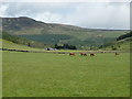 Cattle grazing north of Fearnan in PH15 2PF