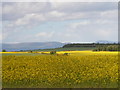 Oilseed rape at Meikle Rhynie in IV20 1TP
