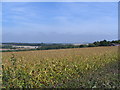 Maize field and view in PO16 7UQ