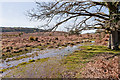 Wet ground adjacent to Latchmore Brook in SP6 2PZ