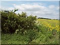 Public Bridleway through Crop Fields in S21 4EJ