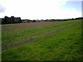 Looking across to Cowclose Wood in NE39 1NQ