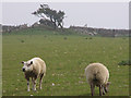 Sheep grazing near the Hellstone in DT3 4EY