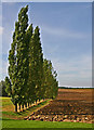 Row of Poplar Trees in CM6 2BP