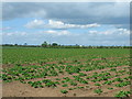 Farmland off the A18 in DN7 6HD