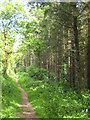 Path on the edge of conifer plantation near Old Mill in PL17 8LB