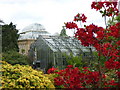 Royal Botanic Garden Edinburgh : Glasshouses and Azaleas in EH3 5NZ