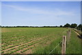 Field beside the Bure Valley Path in NR12 8QR