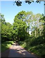 Road in Ashclyst Forest in EX5 3DT