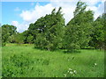 Woodland near Cycle Track in DN4 6EJ