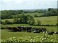 Cattle and meadow land towards Cowley in S18 7SD