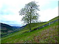 Lone tree above Glen Ogle in FK19 8PT