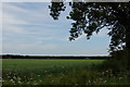 Crops on Potterhanworth Heath in LN4 1NJ