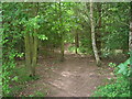 Path through woodland near Dunsville in DN7 4HU