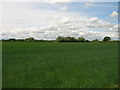 Farmland near Stainforth in DN7 5SQ
