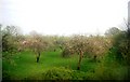 Orchard by the railway line in TN12 0DX