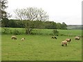Sheep, Crossgates in KY15 5LH