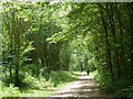 Woodland path along former railway line in Renishaw
