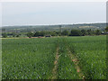 Field above Breaches Farm in EN9 2AU