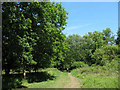 Clearing in Galleyhill Wood in EN9 2BS