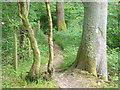 Footpath by Row Wood in GU34 2FL